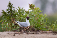 Black-​headed gull / Mewa śmieszka