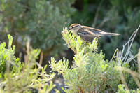 Chipping Sparow