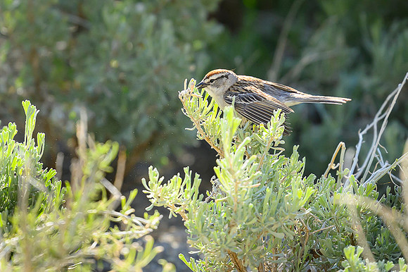 Chipping Sparow