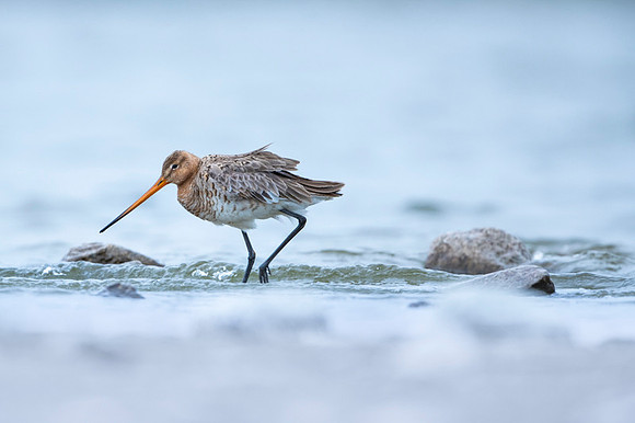 Black-​tailed Godwit / Rycyk