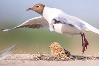 Black-​headed gull / Mewa śmieszka