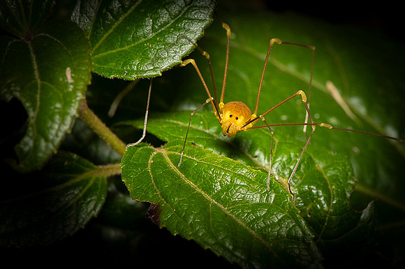 Insect Costa Rica