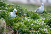Herring gull / Mewa srebrzysta