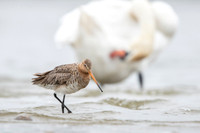 Black-​tailed Godwit / Rycyk