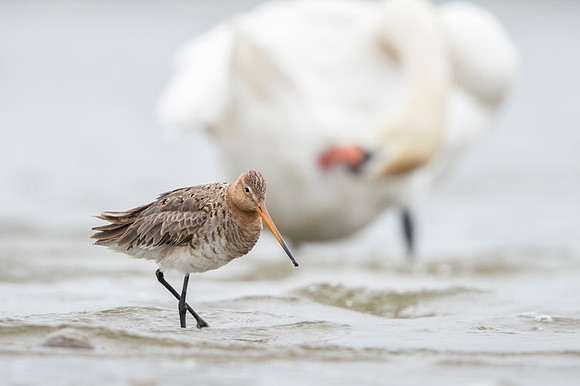 Black-​tailed Godwit / Rycyk