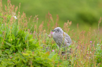 Herring gull / Mewa srebrzysta
