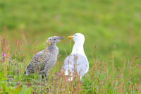 Herring gull / Mewa srebrzysta