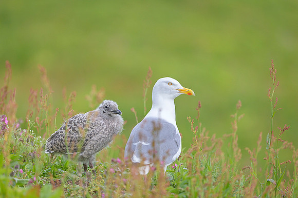 Herring gull / Mewa srebrzysta