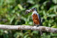 Amazon Kingfisher