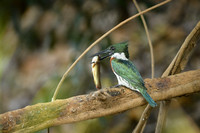 Amazon Kingfisher