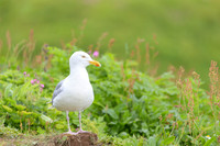Herring gull / Mewa srebrzysta