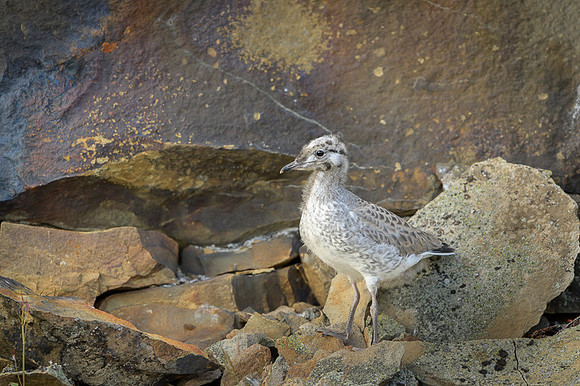 Herring gull / Mewa srebrzysta