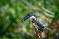 Amazon Kingfisher