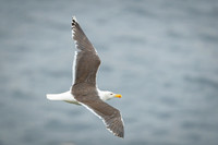 Herring gull / Mewa srebrzysta