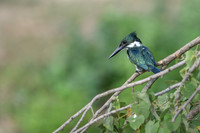 Amazon Kingfisher
