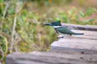 Amazon Kingfisher