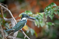 Amazon Kingfisher
