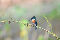 Amazon Kingfisher