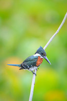 Amazon Kingfisher