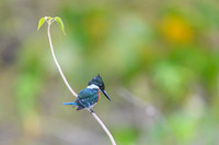 Amazon Kingfisher