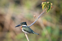Amazon Kingfisher