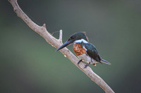 Amazon Kingfisher