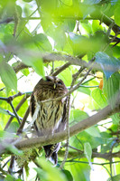 Mottled Owl