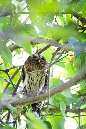 Mottled Owl