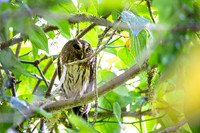 Mottled Owl