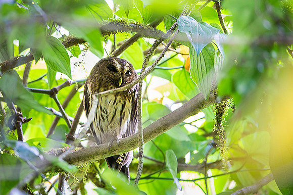 Mottled Owl