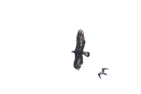 Golden Eagle