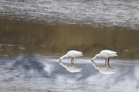 Goose