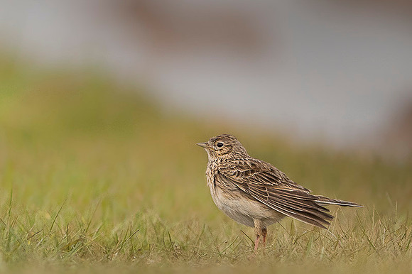 Eurasian Skylark - Skowronek