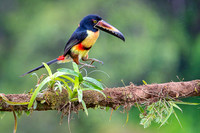 Collared Aracari