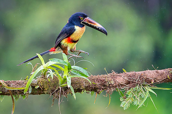 Collared Aracari