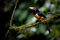 Collared Aracari