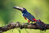 Collared Aracari