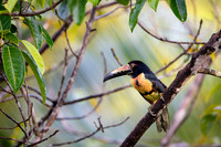 Collared Aracari