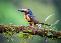 Collared Aracari