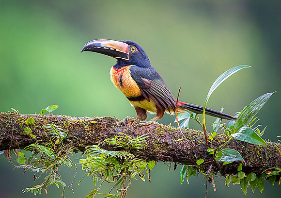 Collared Aracari