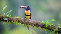 Collared Aracari
