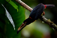 Collared Aracari