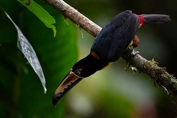 Collared Aracari