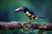 Collared Aracari
