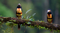 Collared Aracari