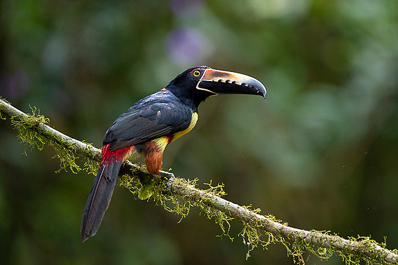 Collared Aracari
