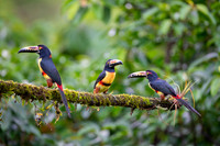 Collared Aracari