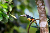 Collared Aracari