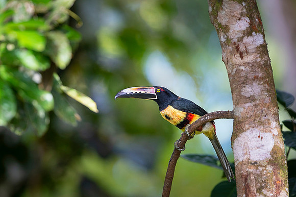 Collared Aracari