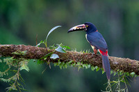 Collared Aracari